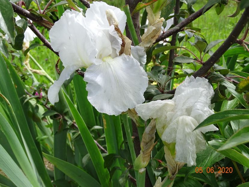 Immortality - Irisi si bujori 2020