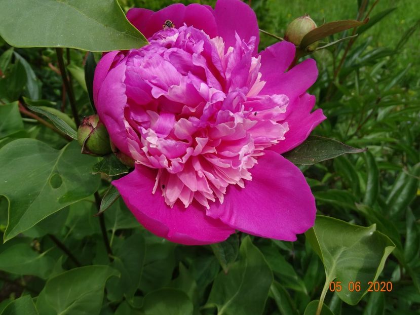 Mme. Furtado - Irisi si bujori 2020