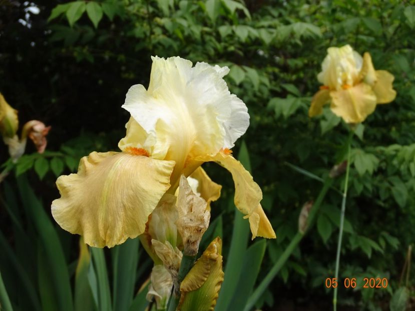 Spiced Custard - Irisi si bujori 2020