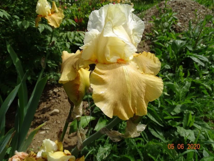 Spiced Custard - Irisi si bujori 2020