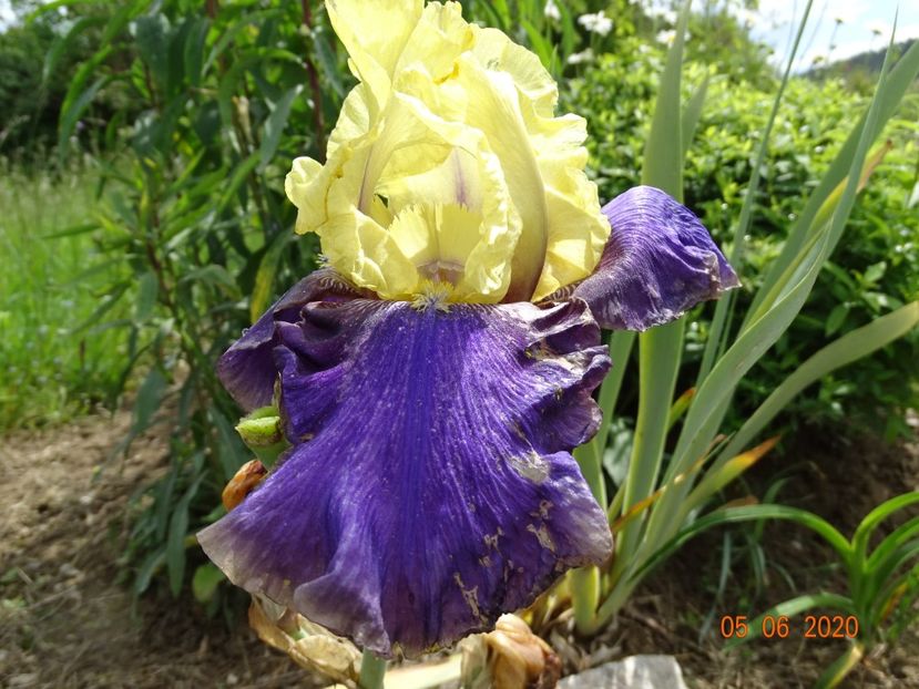 Jurassic Park - Irisi si bujori 2020