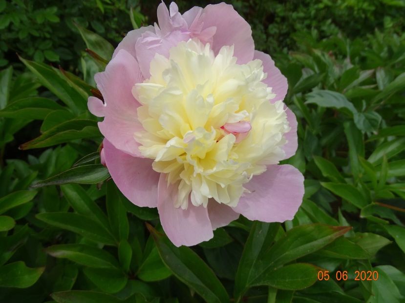 Mr. Ed - Irisi si bujori 2020