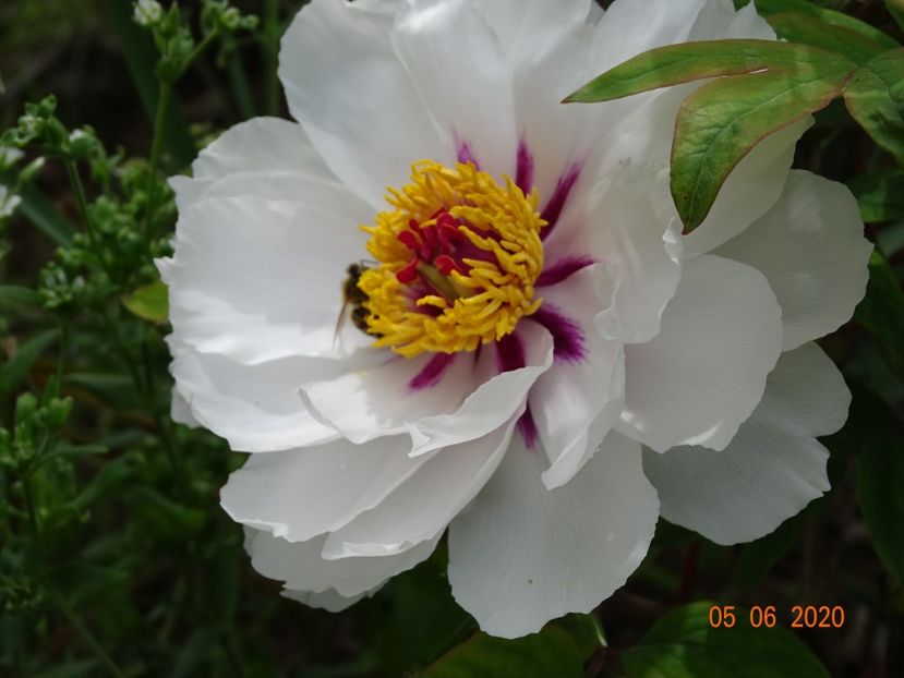 Fairy Moon - Irisi si bujori 2020