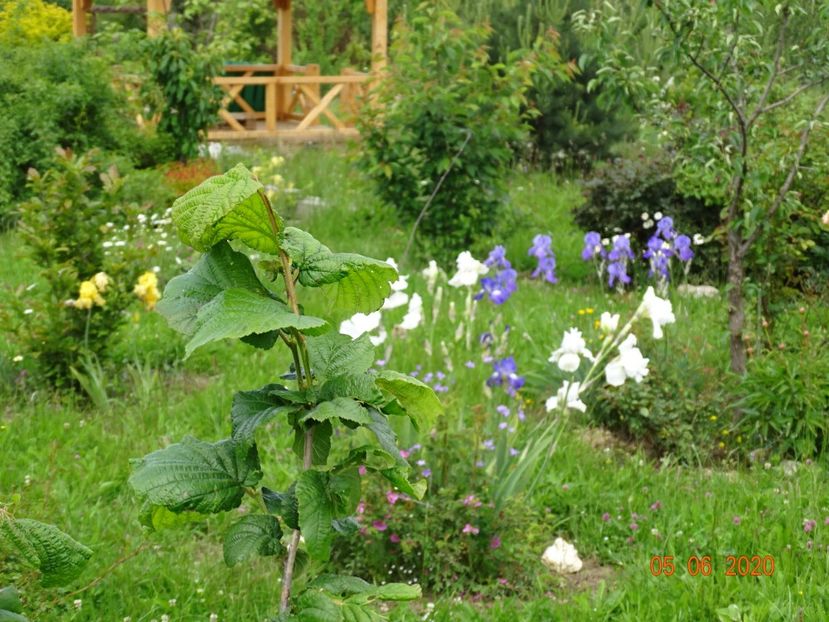 Lacy Snowflake, City Lights - Irisi si bujori 2020