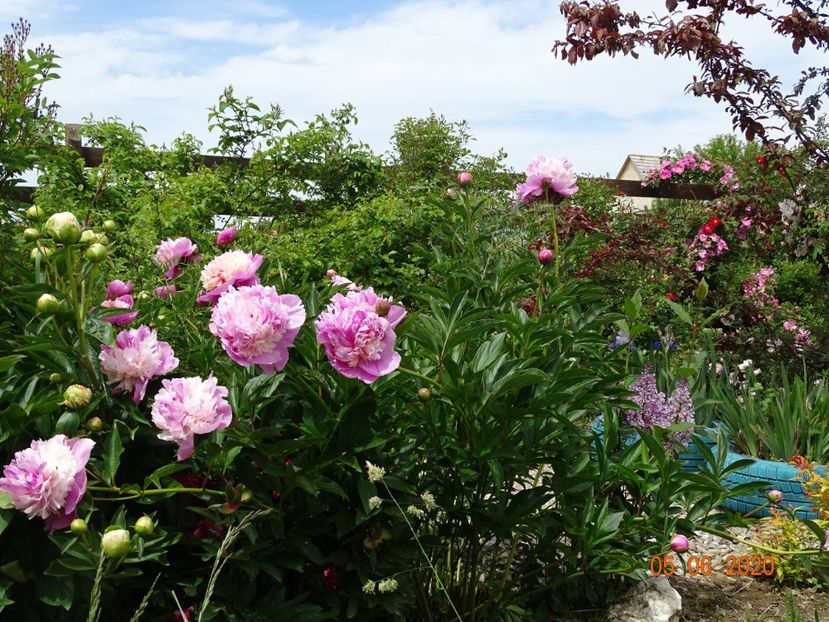 Sorbet - Irisi si bujori 2020