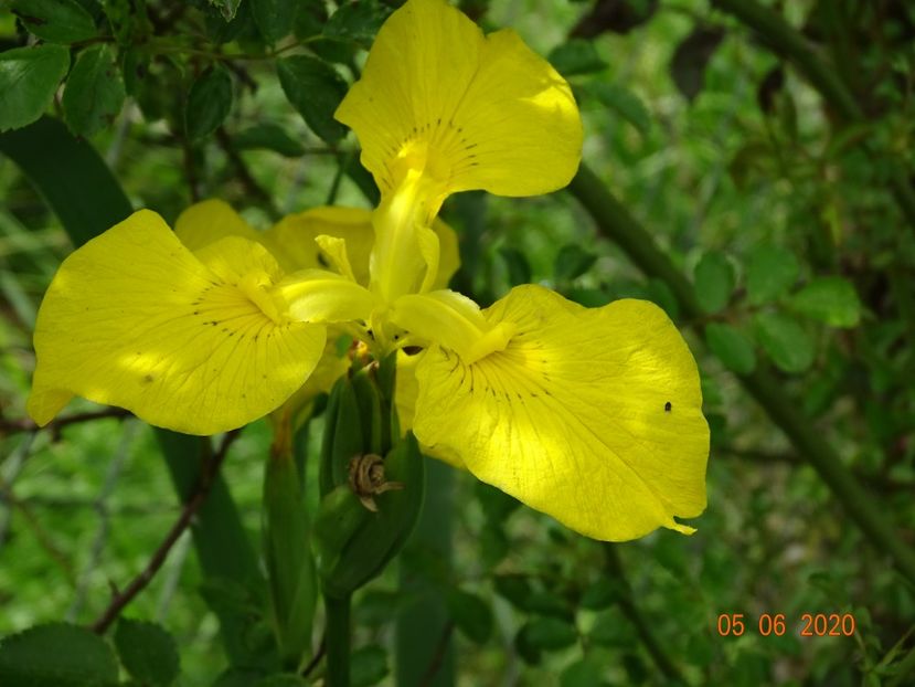 iris pseudacorus - Irisi si bujori 2020