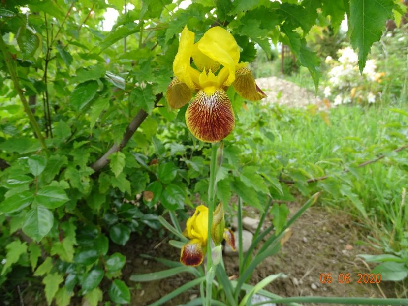 Honorabile - Irisi si bujori 2020