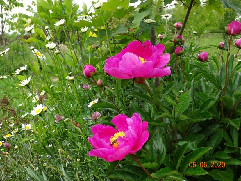 Dancing Butterfly - Irisi si bujori 2020