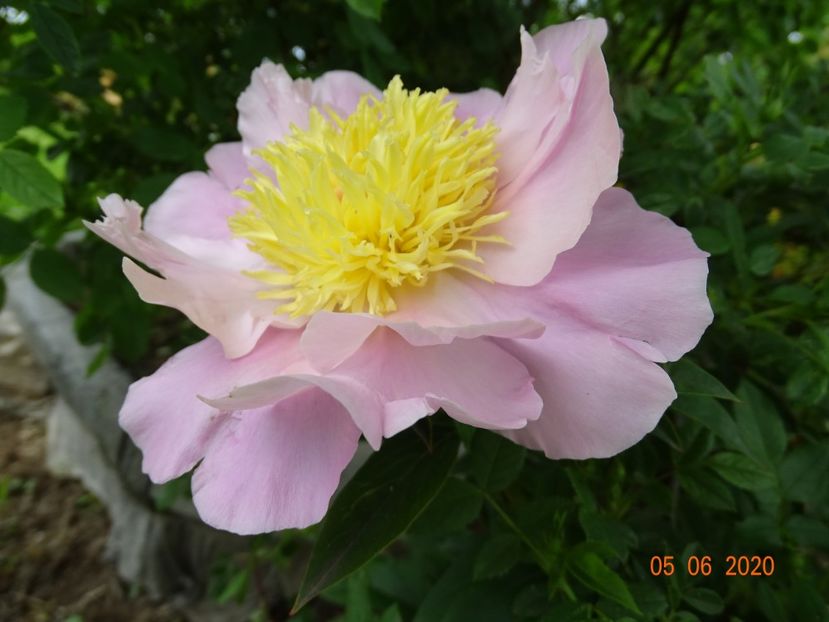 Garden Lace - Irisi si bujori 2020