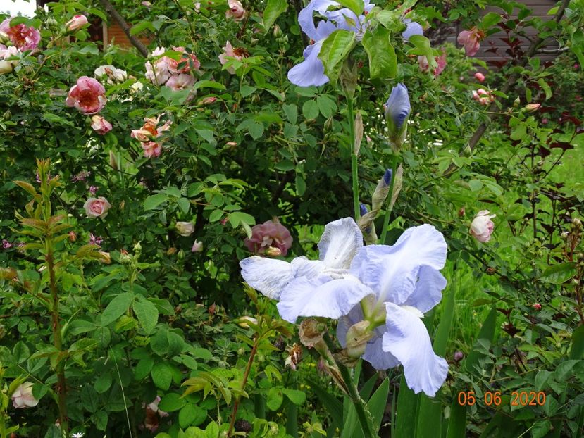 Blue Sapphire - Irisi si bujori 2020