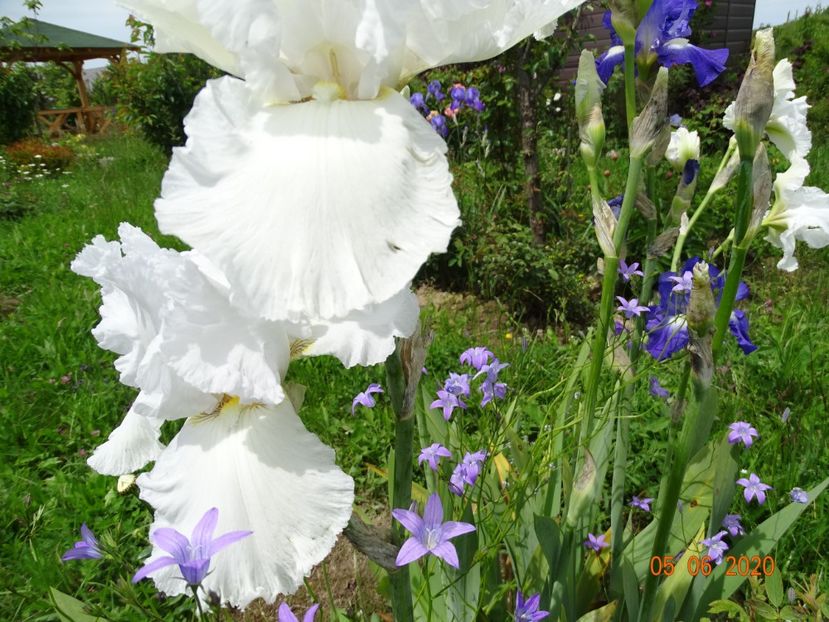 Lacy Snowflake - Irisi si bujori 2020