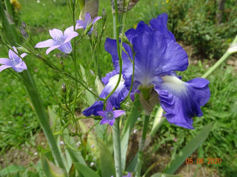 City Lights - Irisi si bujori 2020