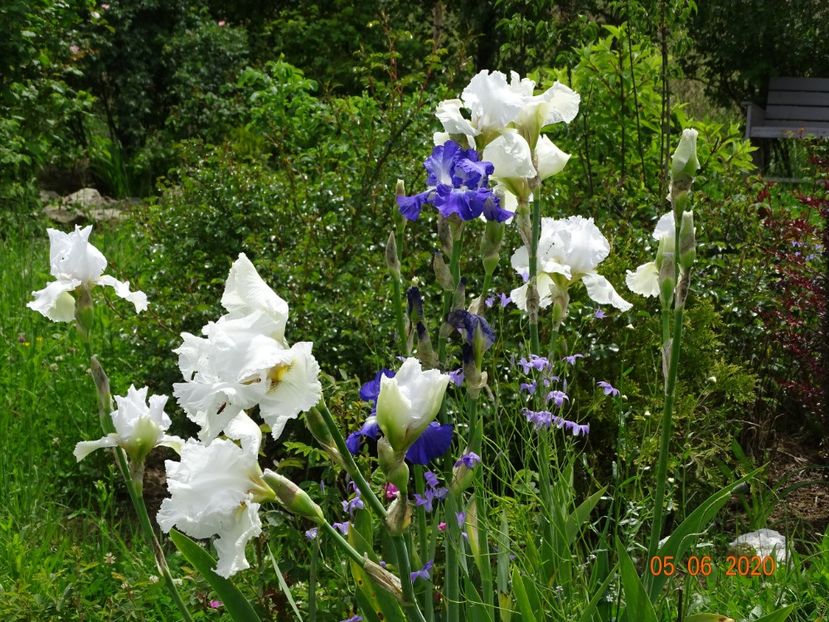 Lacy Snowflake, City Lights - Irisi si bujori 2020