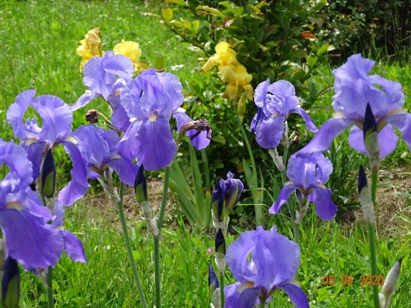 pallida - Irisi si bujori 2020