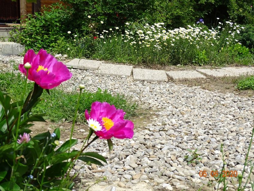 Dancing Butterfly - Irisi si bujori 2020