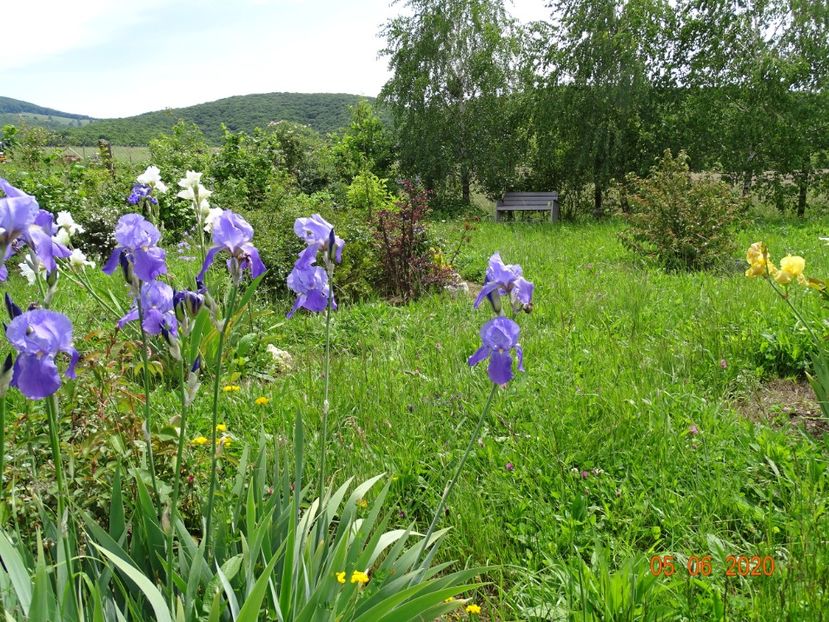 pallida - Irisi si bujori 2020