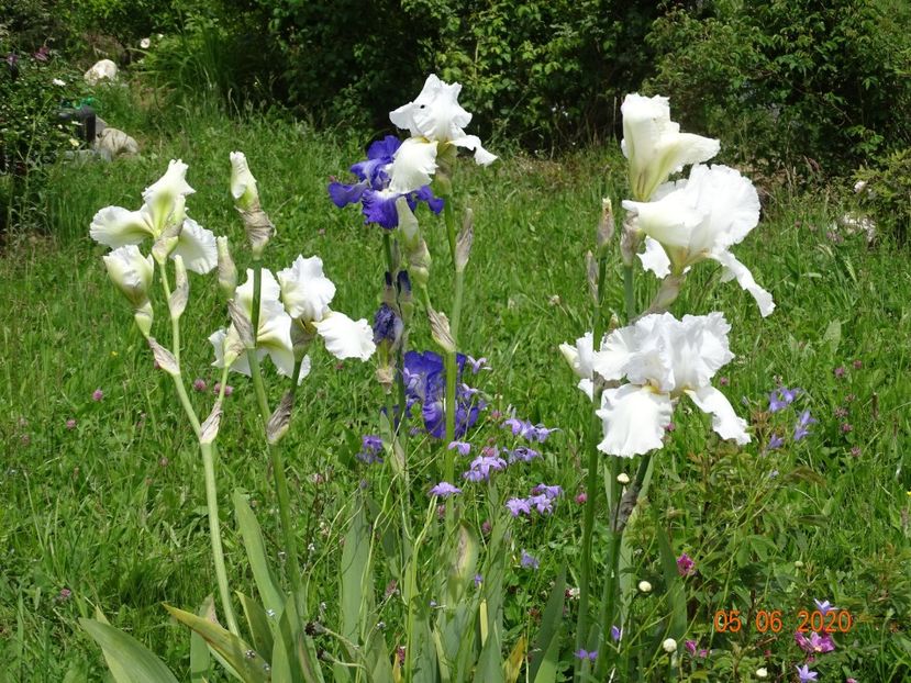 Lacy Snowflake, City Lights - Irisi si bujori 2020