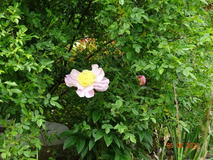 Garden Lace - Irisi si bujori 2020