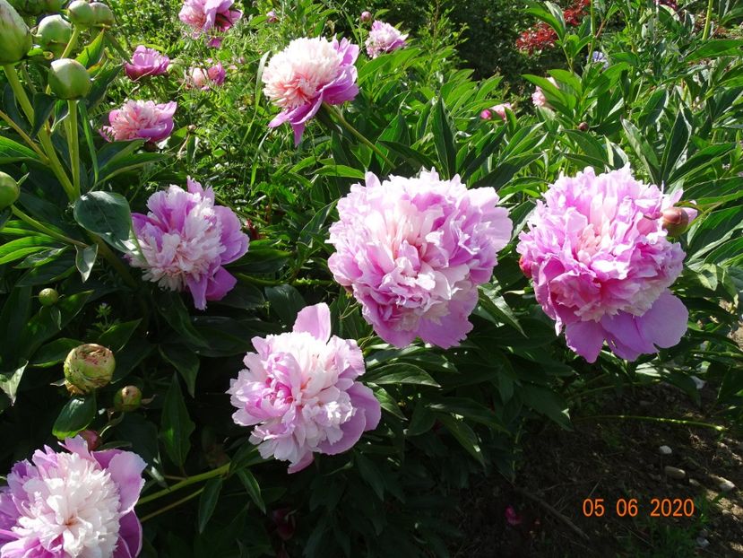 Sorbet - Irisi si bujori 2020