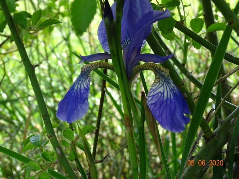 iris sibirica Blue King - Irisi si bujori 2020