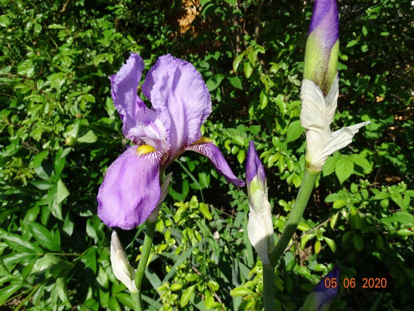 Queen of May - Irisi si bujori 2020