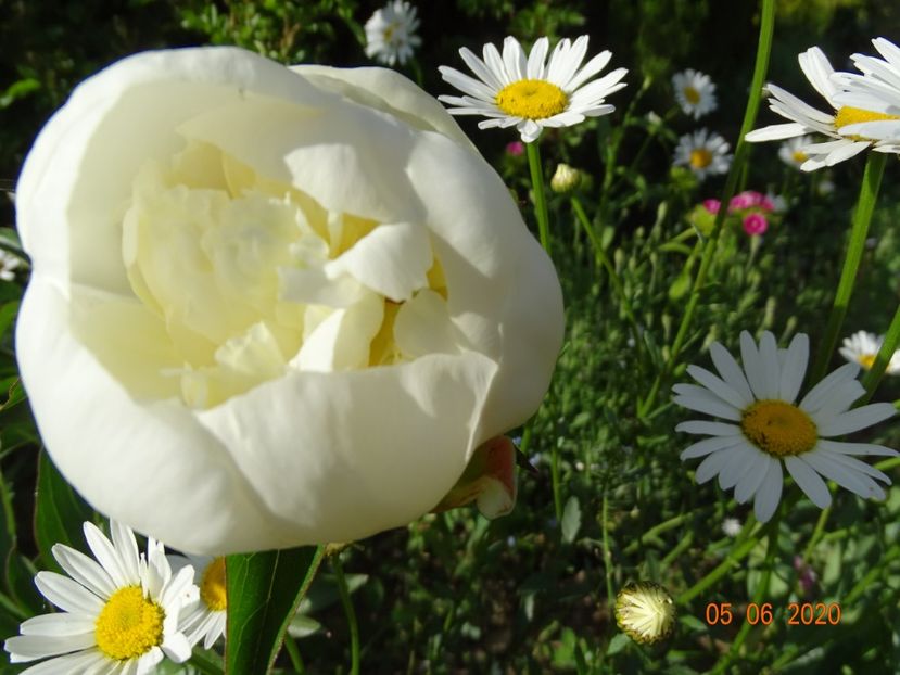 Duchesse de Nemours - Irisi si bujori 2020