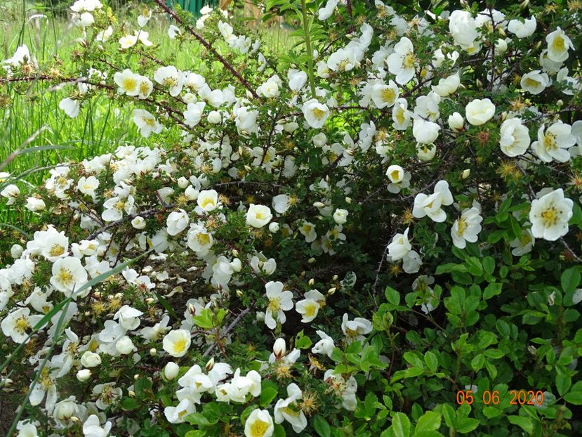 spinossisima Repens - Trandafiri 1