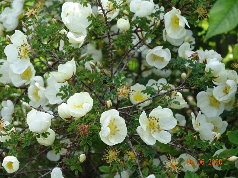 spinossisima Repens - Trandafiri 1