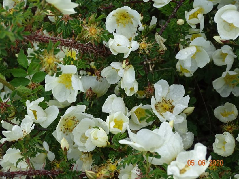 spinossisima Repens - Trandafiri 1