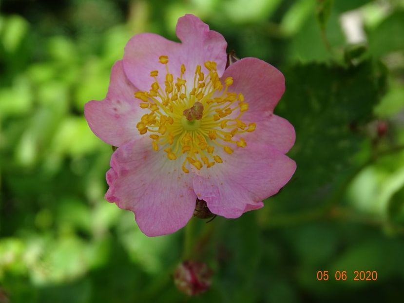 seedling - Trandafiri 1