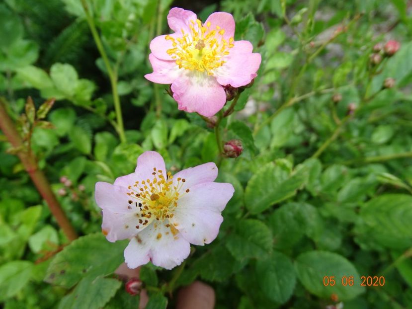 seedling - Trandafiri 1