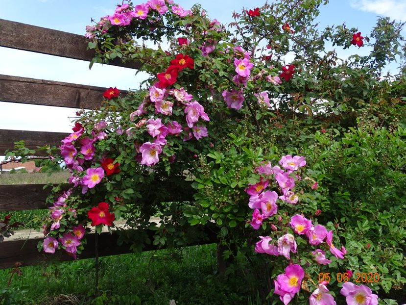 Marguerite Hilling si Scharlachglut - Trandafiri 1