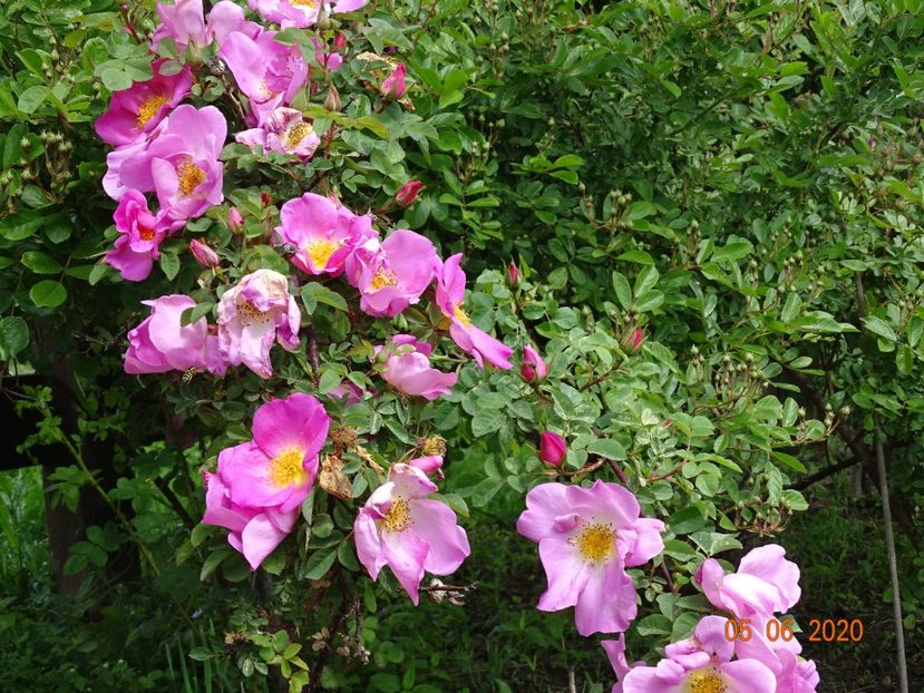 Marguerite Hilling - Trandafiri 1