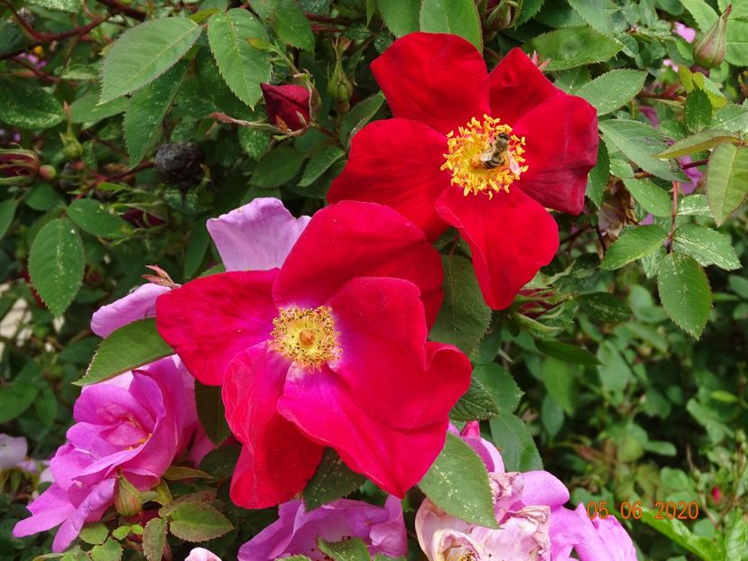 Scharlachglut - Trandafiri 1