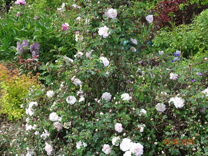 Stanwell Perpetual - Trandafiri 1