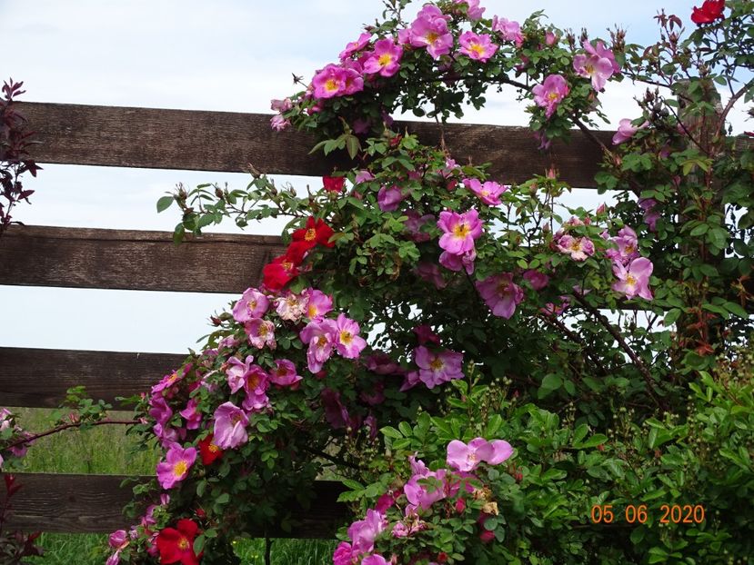 Marguerite Hilling si Scharlachglut - Trandafiri 1