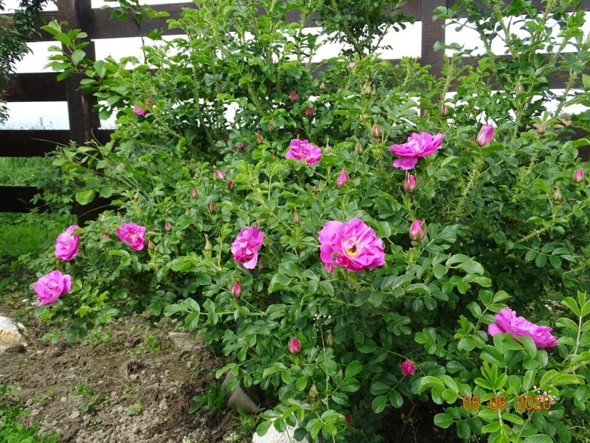 Jens Munk - Trandafiri 1