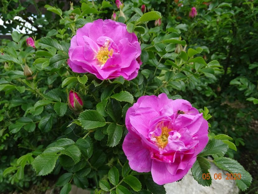 Jens Munk - Trandafiri 1