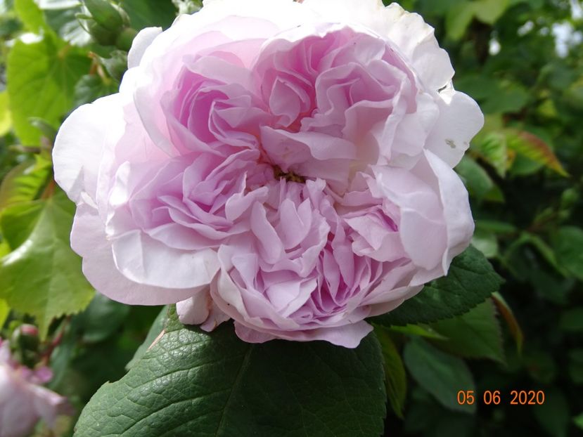 Fantin Latour - Trandafiri 1