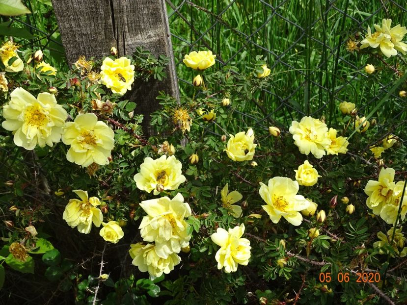 Harison's Yellow - Trandafiri 1