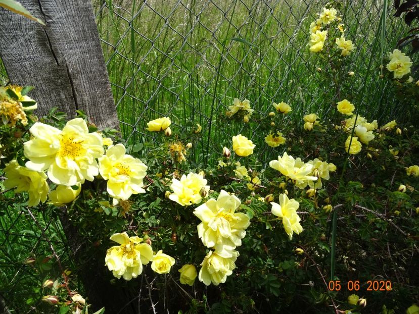 Harison's Yellow - Trandafiri 1