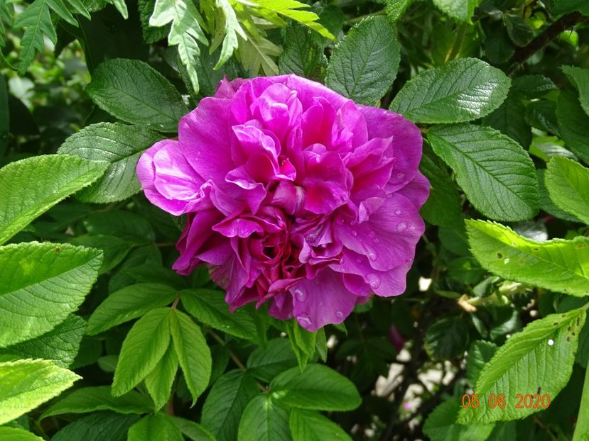 Hansa - Trandafiri 1