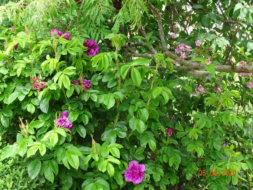 Hansa - Trandafiri 1