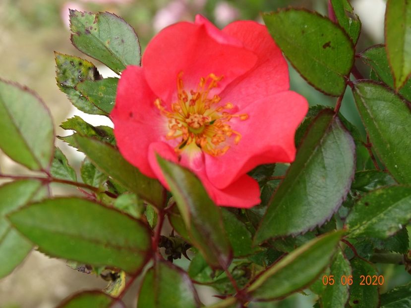 Douceur Normande - Trandafiri 1