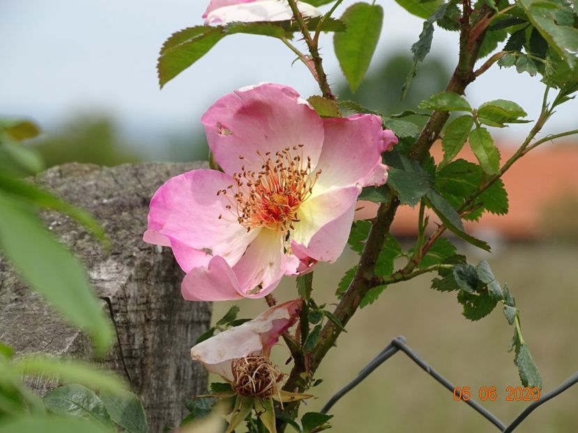 Fruhlingsmorgen - Trandafiri 1