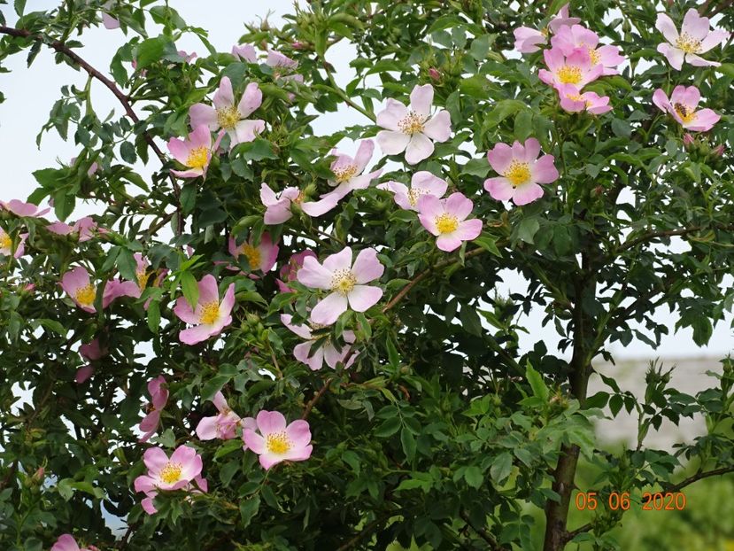 rosa canina - Trandafiri 1