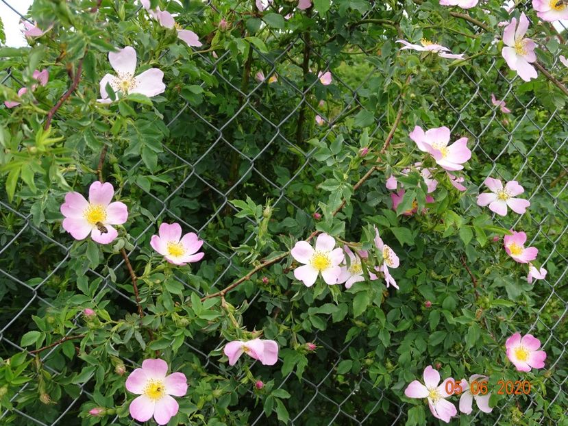 rosa canina - Trandafiri 1
