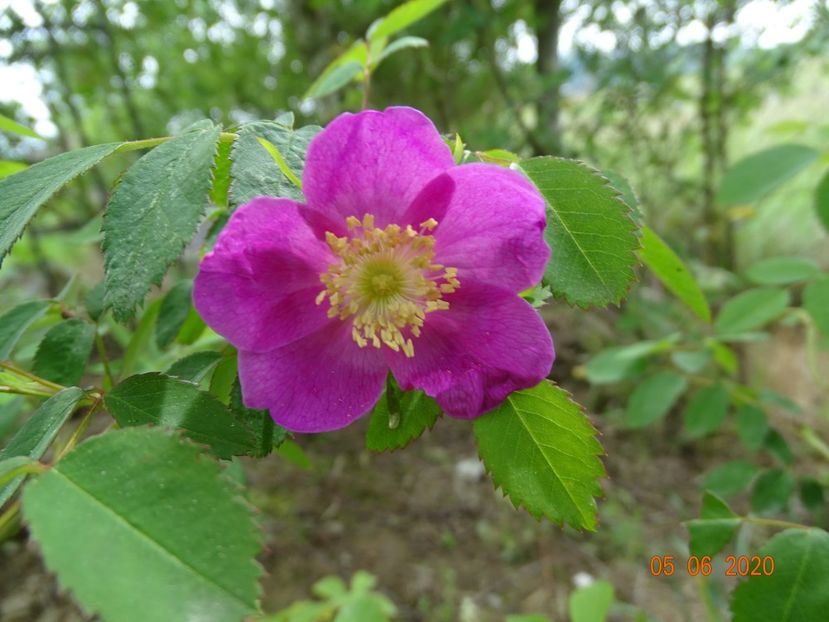 rosa pendulina - Trandafiri 1