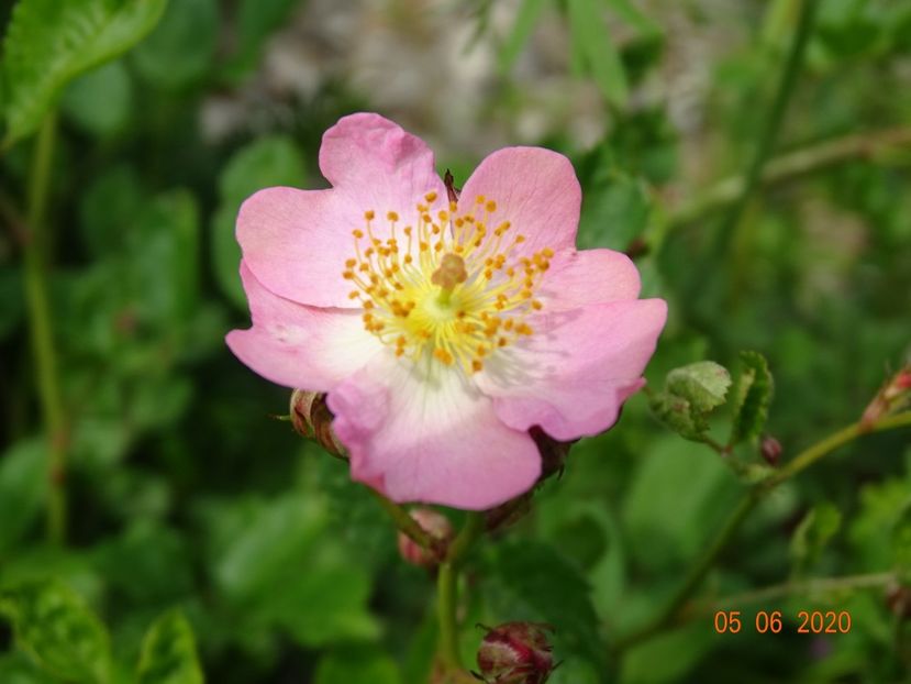 seedling - Trandafiri 1