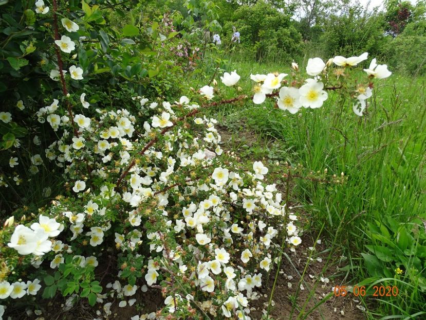 spinossisima Repens - Trandafiri 1